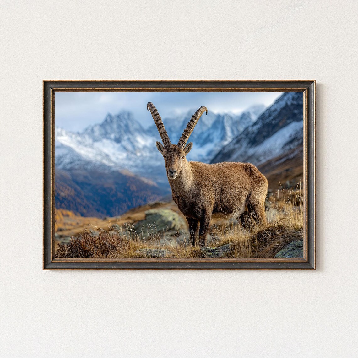 Alpine Ibex Mountain Snowy Peaks Wildlife Photography Poster
