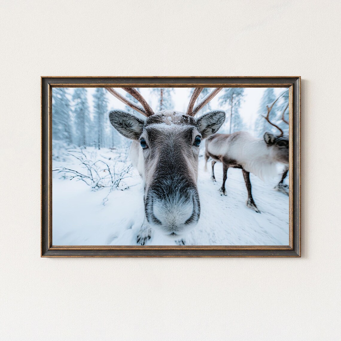Reindeer Close Up Snowy Forest Funny Winter Wildlife Photo Poster