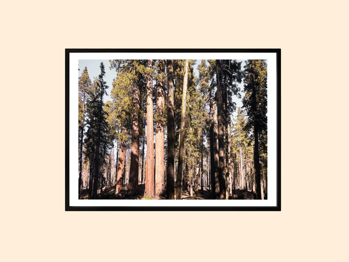 Towering Sequoia Redwood Forest Giants Nature Photography Poster