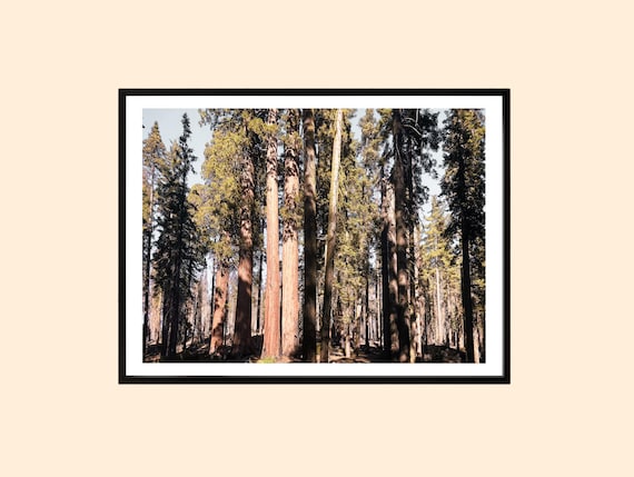 Towering Sequoia Redwood Forest Giants Nature Photography Poster