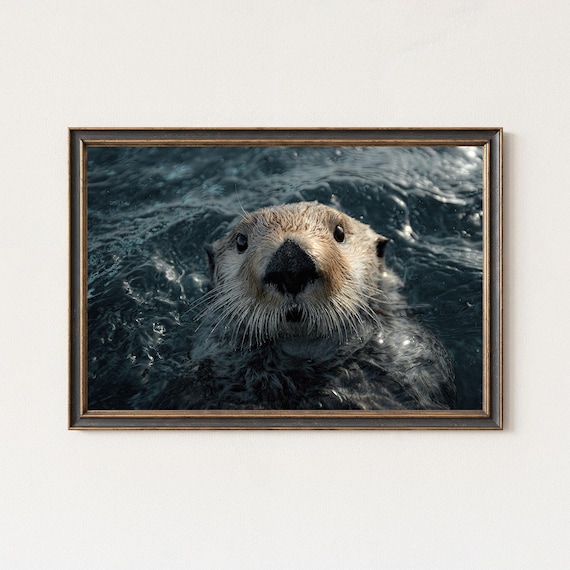 Sea Otter Swimming Close Up Playful Ocean Wildlife Photo Poster