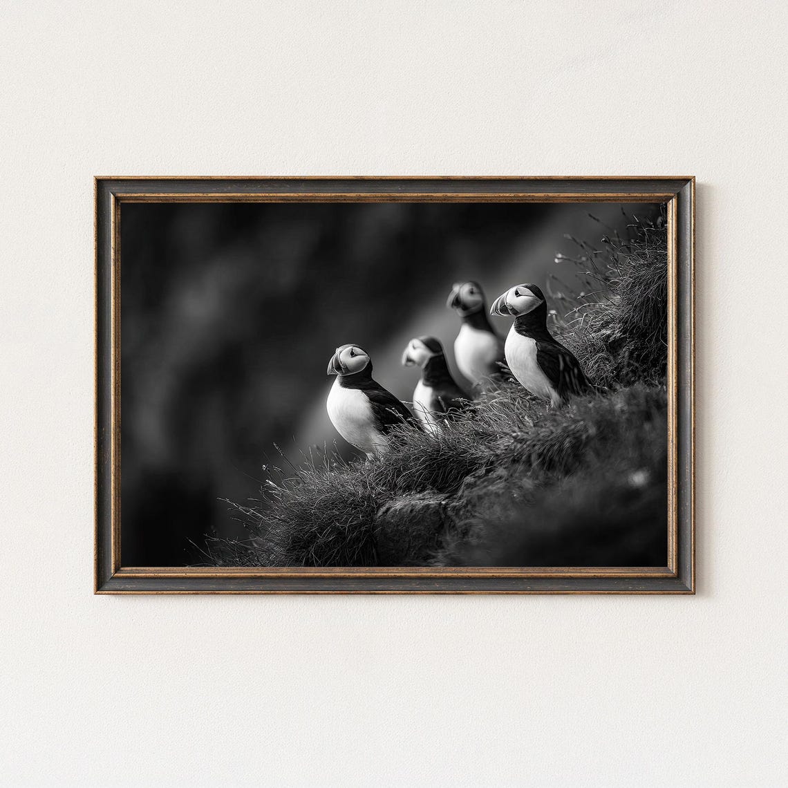 Five Puffins on a Cliff Black White Fine Art Wildlife Poster