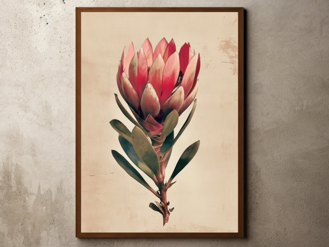 Red Protea Flower Vintage Botanical Illustration Farmhouse Art Print