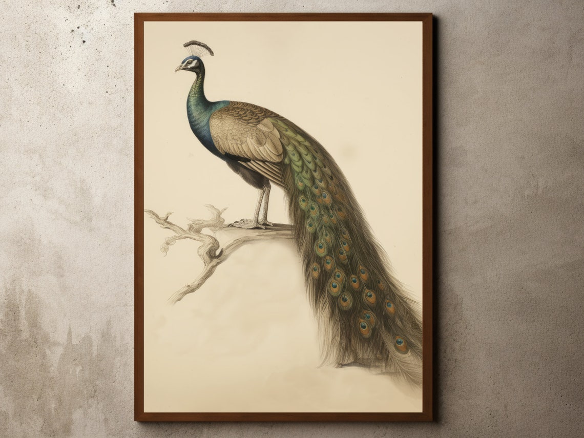 Vintage Peacock Perched On Branch Antique Nature Illustration Poster