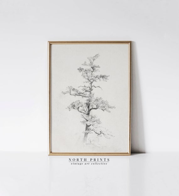 Neutral Antique Pine Tree Drawing Vintage Sketch Art Soft Decor Art 196