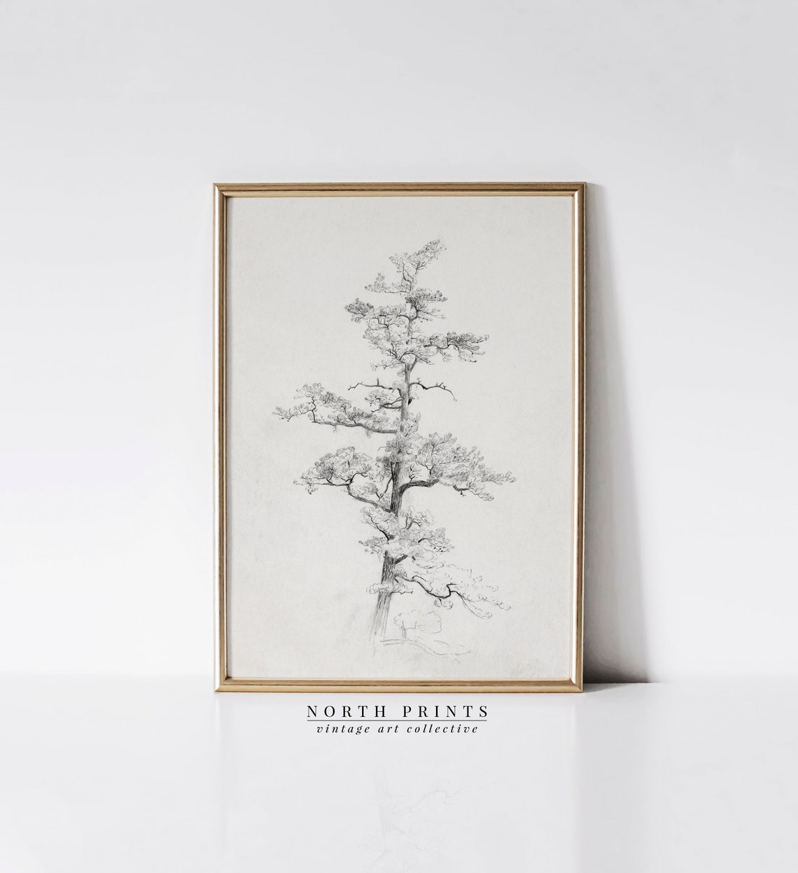 Neutral Antique Pine Tree Drawing Vintage Sketch Art Soft Decor Art 196