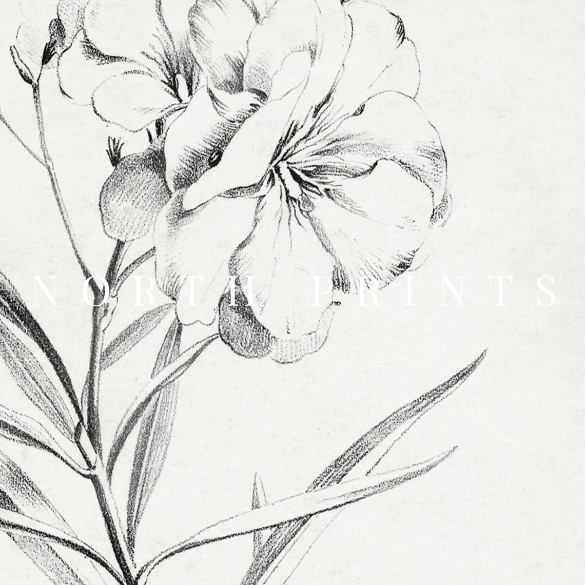 Antique Floral Engraving Botanical Flower Study Vintage Print - Image 2