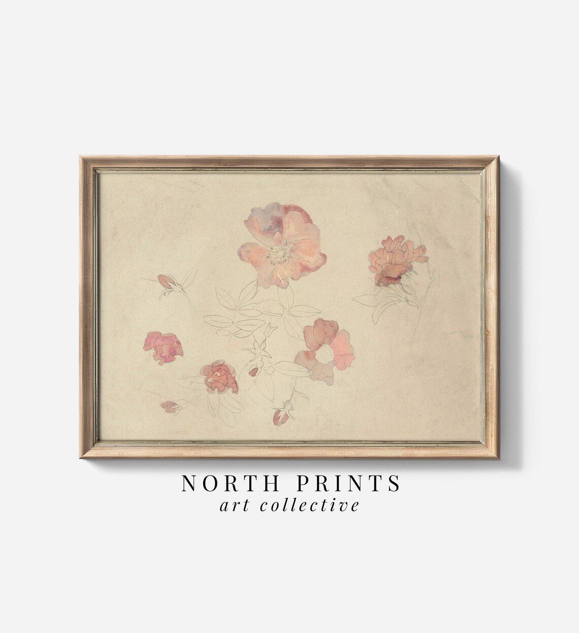 Antique Botanical Pink and Cream Watercolor Art Print