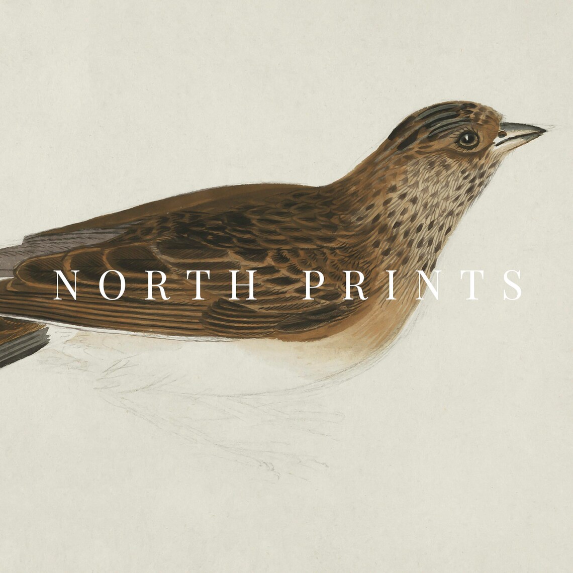Antique Bird Print, Rustic Farmhouse Decor - Image 4