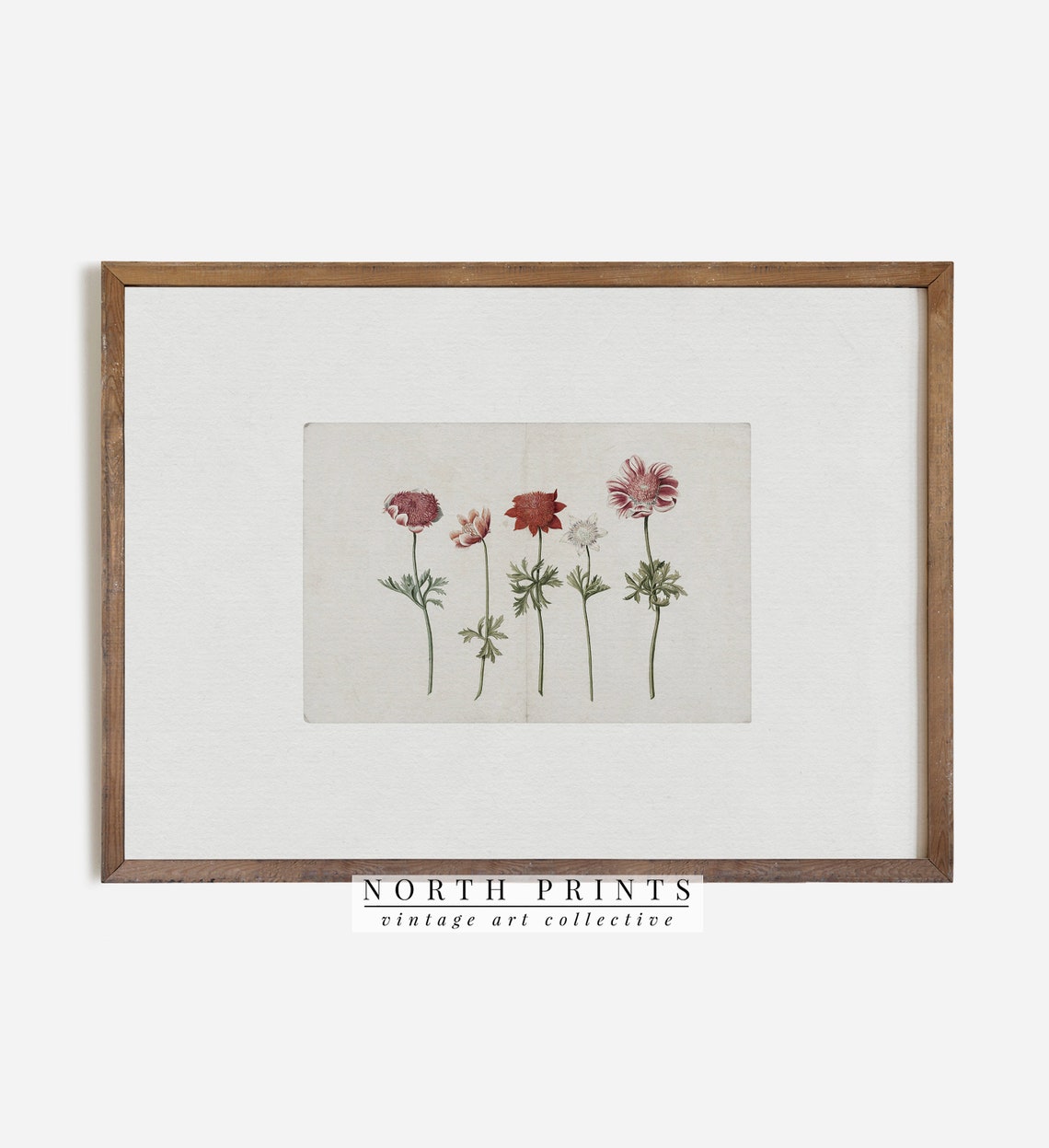 Wild Anemones Row Watercolor Antique Botanical Flower Art Print