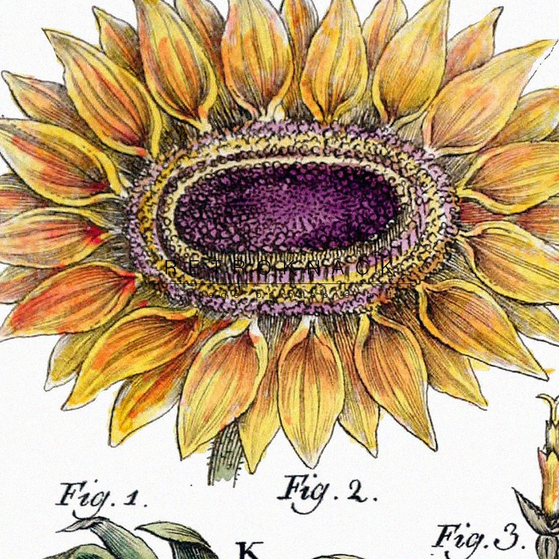 Helianthus Annuus Sunflower Antique Botanical Dissection Plate Poster - Image 2