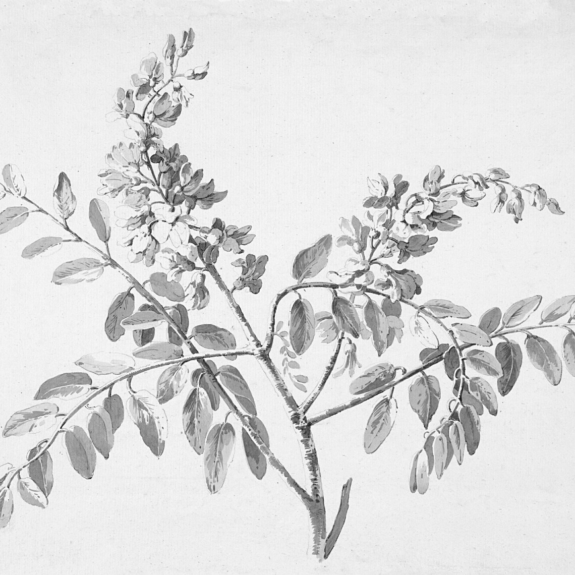 Vintage Botanical Branch Sketch, Farmhouse Art Print - Image 2