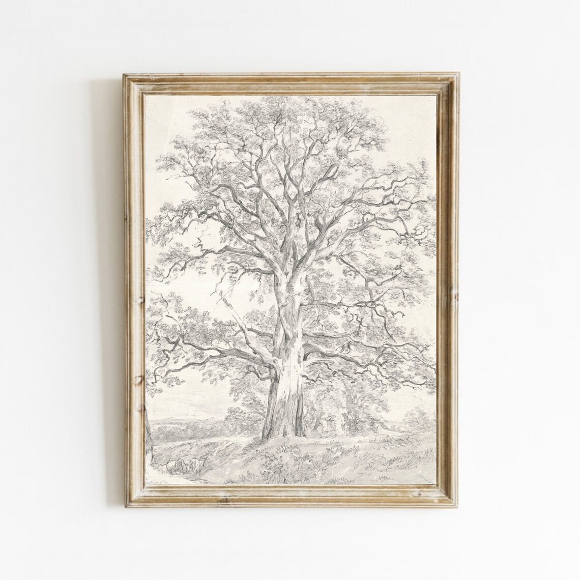 Vintage Oak Tree Sketch, French Country Art Print