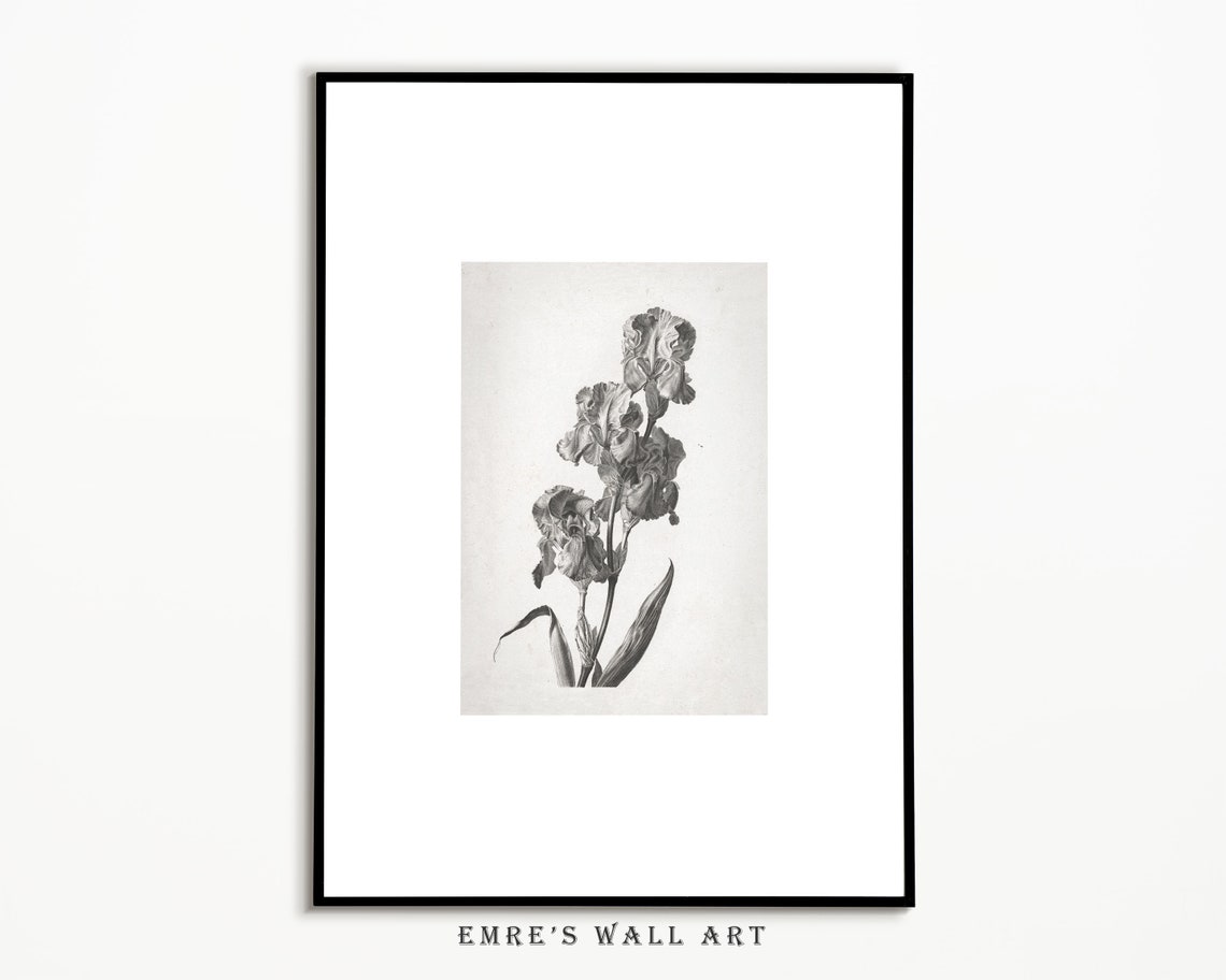 Iris Flower Vintage Botanical Engraving Black White Sketch Poster - Image 4