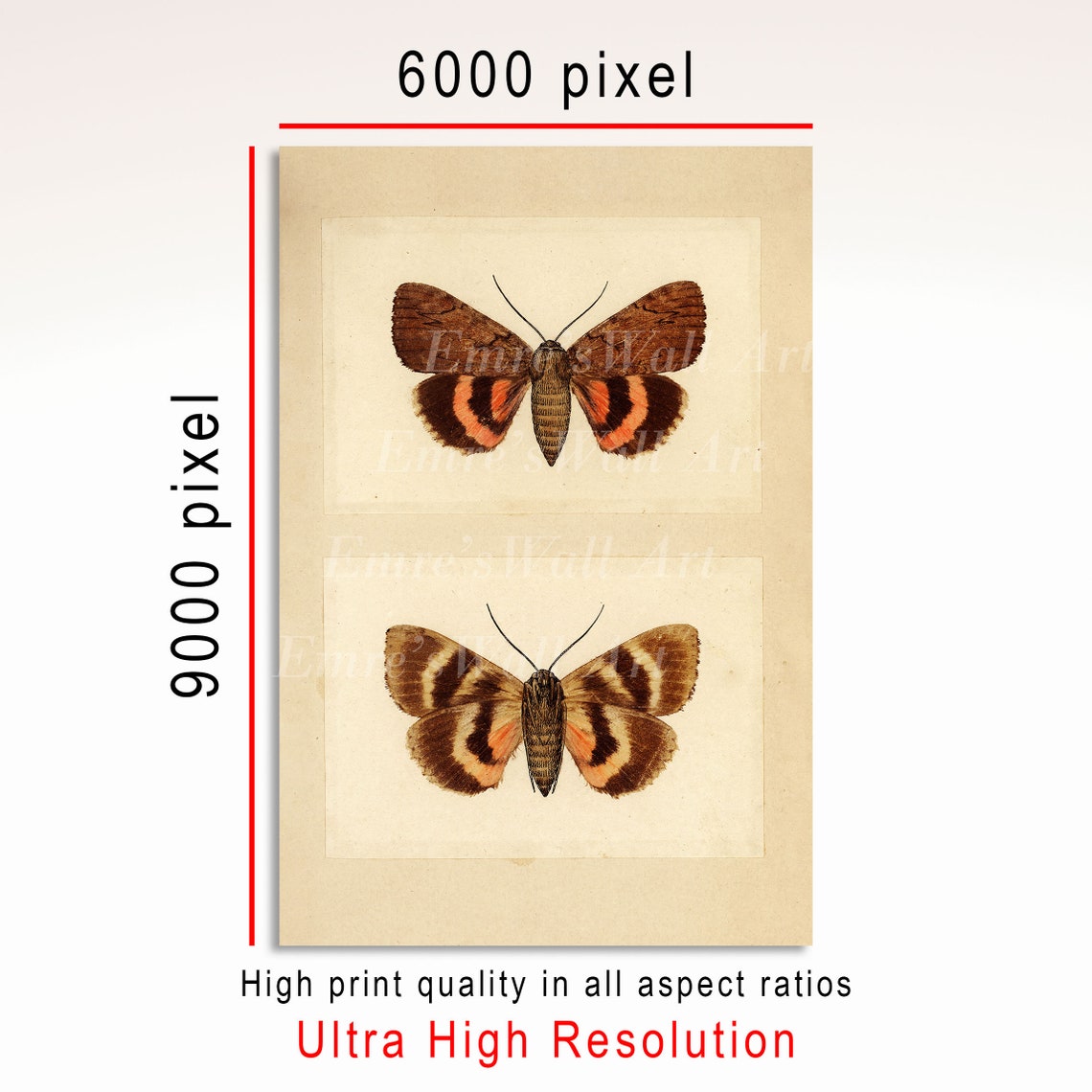 Two Moths Vintage Entomology Illustration Natural History Poster - Image 3
