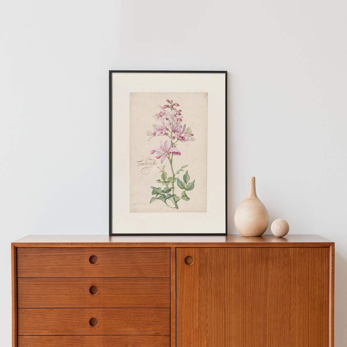 Pink Fraxinella Flower Vintage Botanical Engraving Floral Poster - Image 2