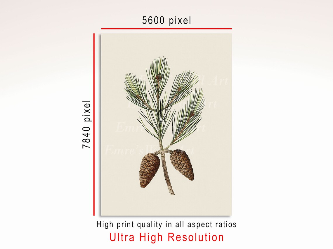 Pine Cone Branch Sketch, Vintage Botanical Art Print - Image 3