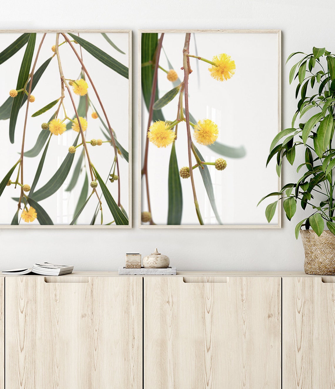 Bright Yellow Wattle Blooms Close Up White Background Floral Poster - Image 3