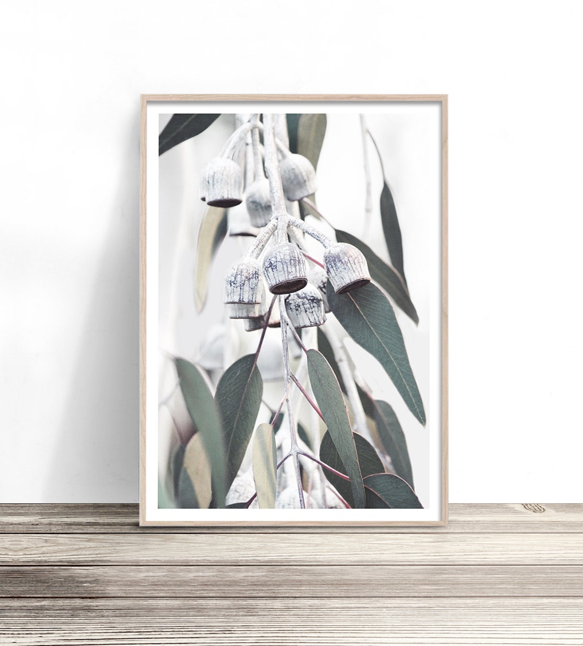 Clustered Silver Gum Nuts Eucalyptus Leaves Botanical Wall Art Poster