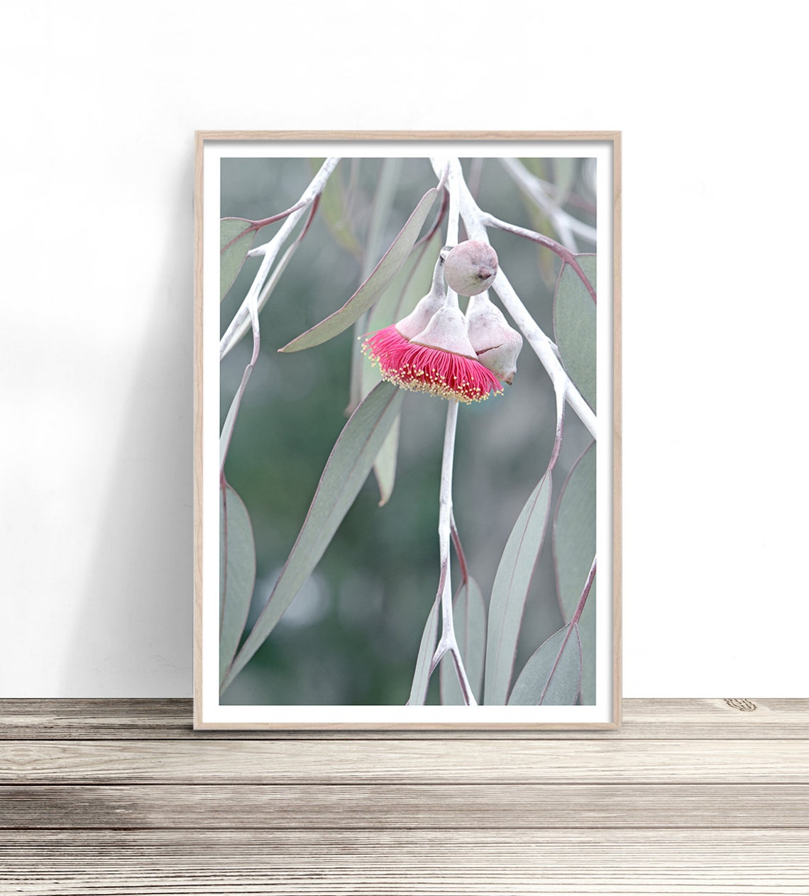 Pink Gum Blossom Eucalyptus Flower Grey Green Leaves Botanical Poster