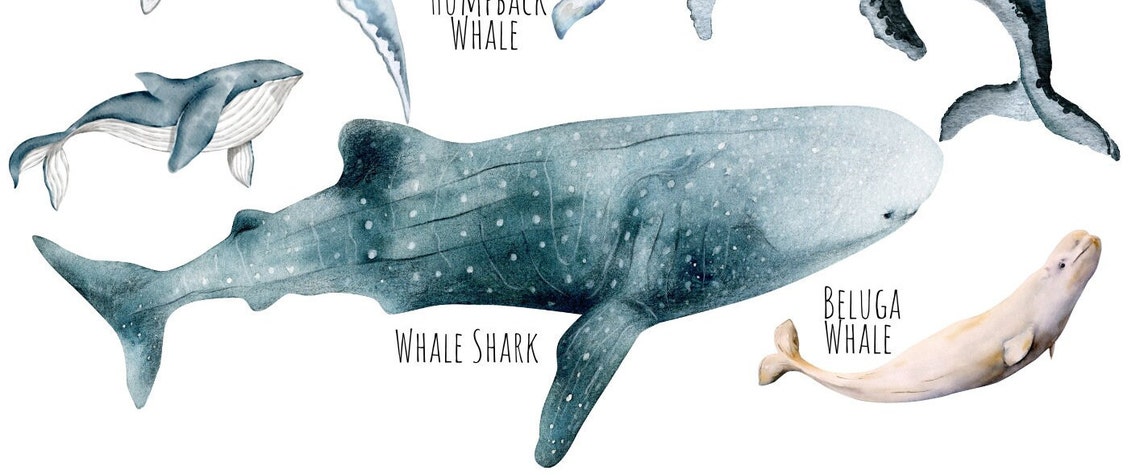 Whale Species Watercolor Chart with Blue and Humpback Whales Poster - Image 4
