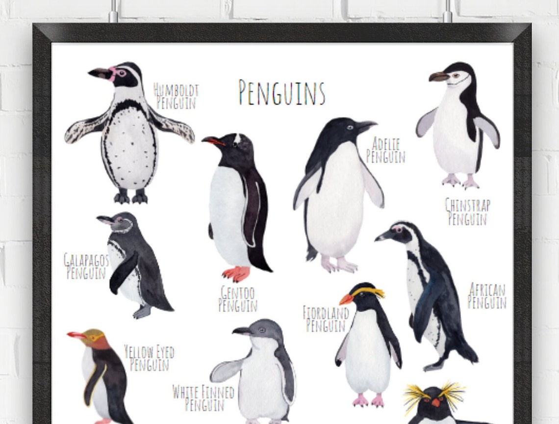 Watercolor Penguin Species Chart Adelie Gentoo Chinstrap Art Poster - Image 4