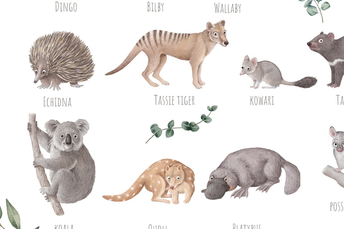 Australian Animals Poster, Aussie Wildlife Art Print - Image 5
