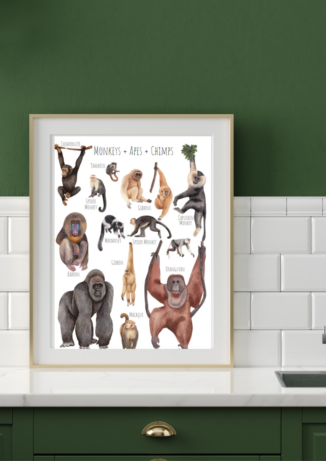 Watercolor Monkeys Apes and Chimps Species Chart Kids Room Art Poster - Image 5