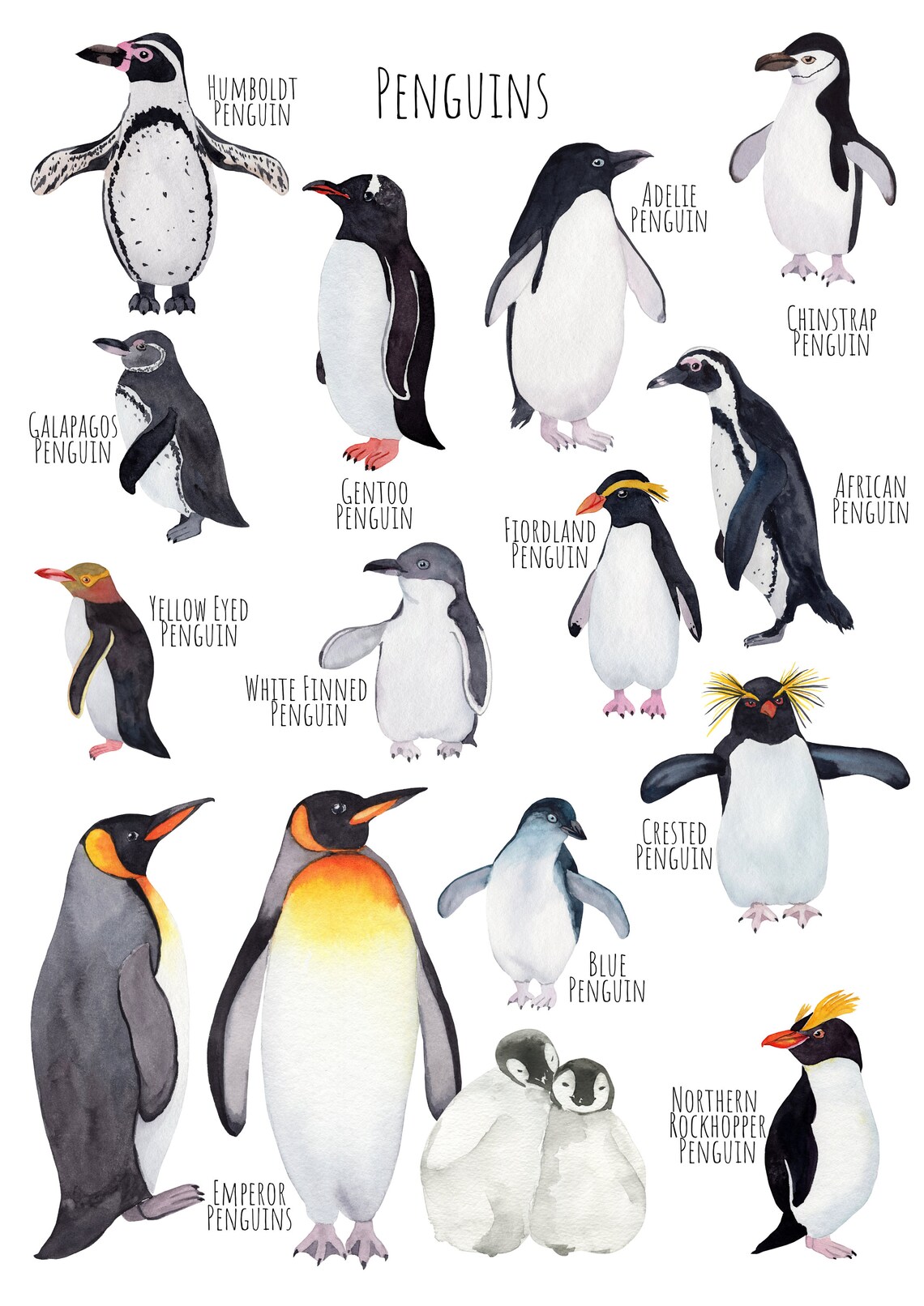 Watercolor Penguin Species Chart Adelie Gentoo Chinstrap Art Poster - Image 2