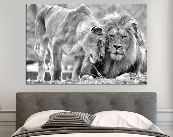 Black White Lion Lioness Tender Pair Wildlife Photography Poster