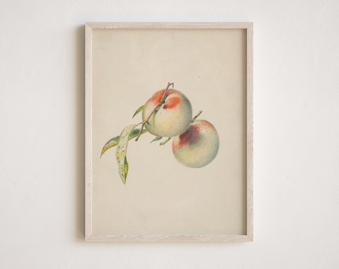 Vintage Apples Botanical Still Life Sketch Neutral Farmhouse Poster