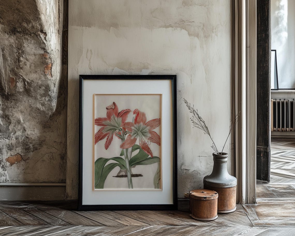 Red And White Striped Amaryllis Vintage Botanical Study Print - Image 3