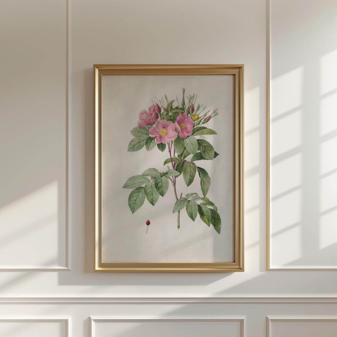Pink Wild Rose With Buds And Hip Vintage Botanical Study Print - Image 5