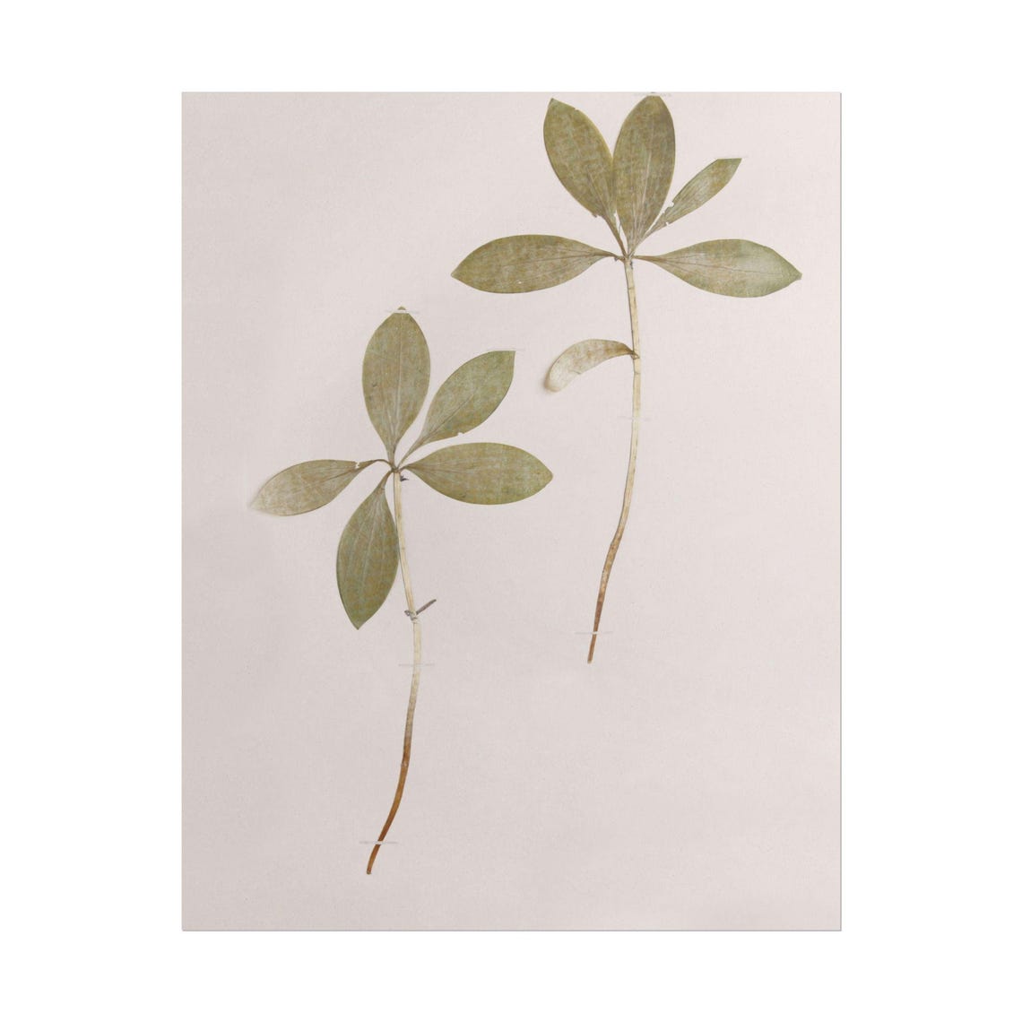 Pressed Leaf Sprigs on Blush Paper Minimalist Botanical Poster - Image 4
