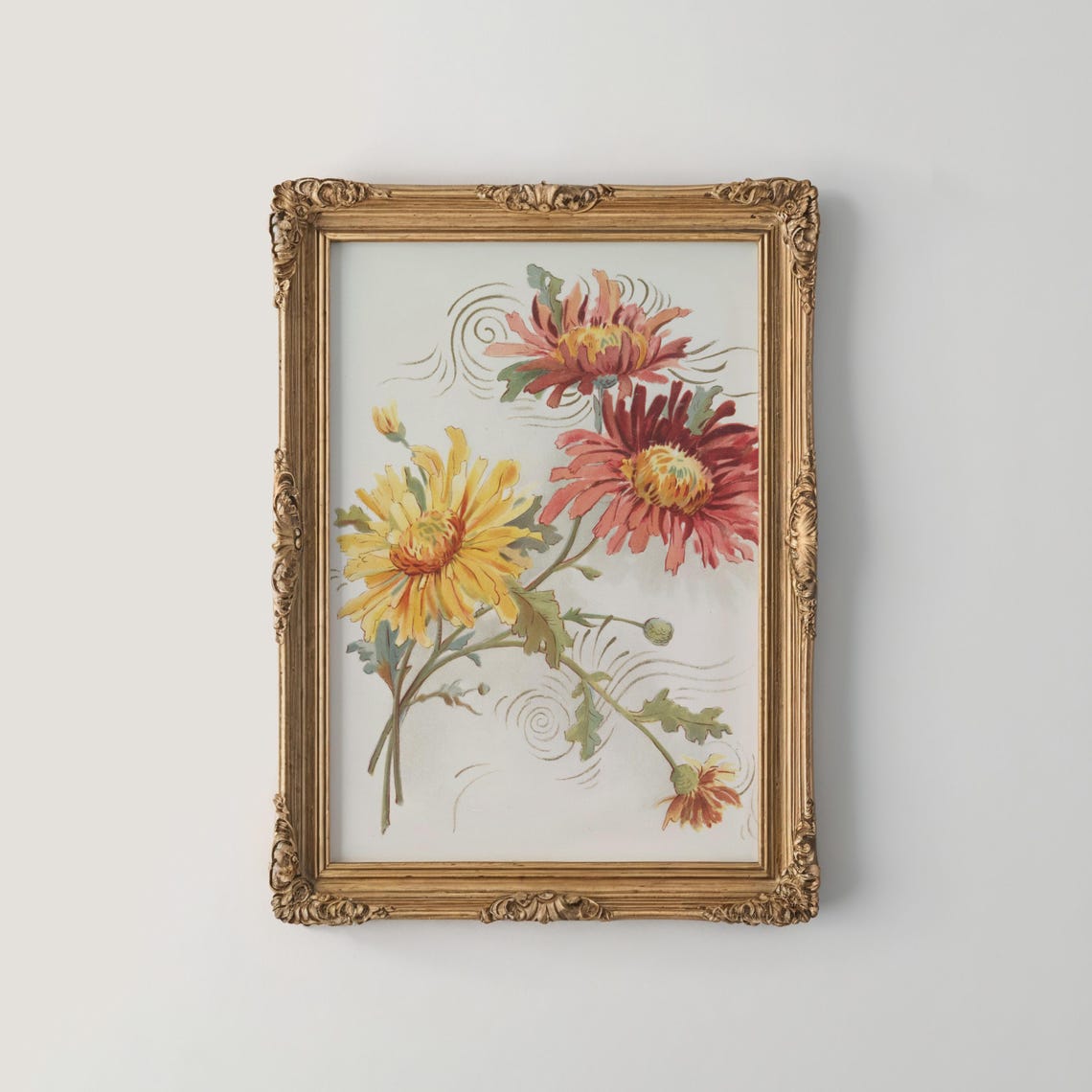Pink Red And Yellow Chrysanthemum Botanical Framed Decor Print