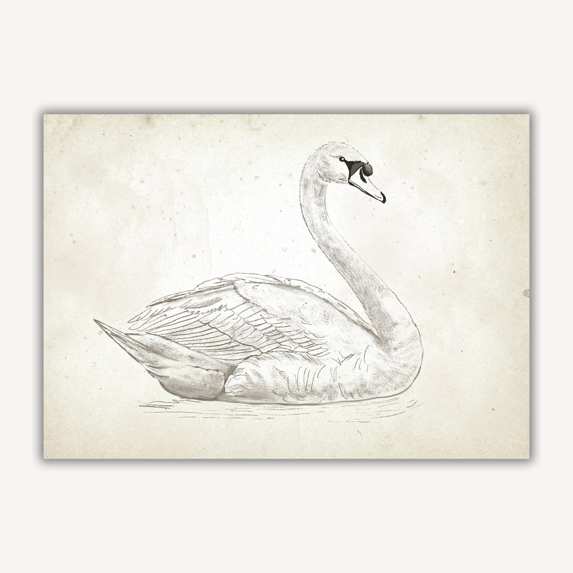 Resting Swan Antique Pencil Sketch Neutral Farmhouse Nursery Wall Art - Image 3