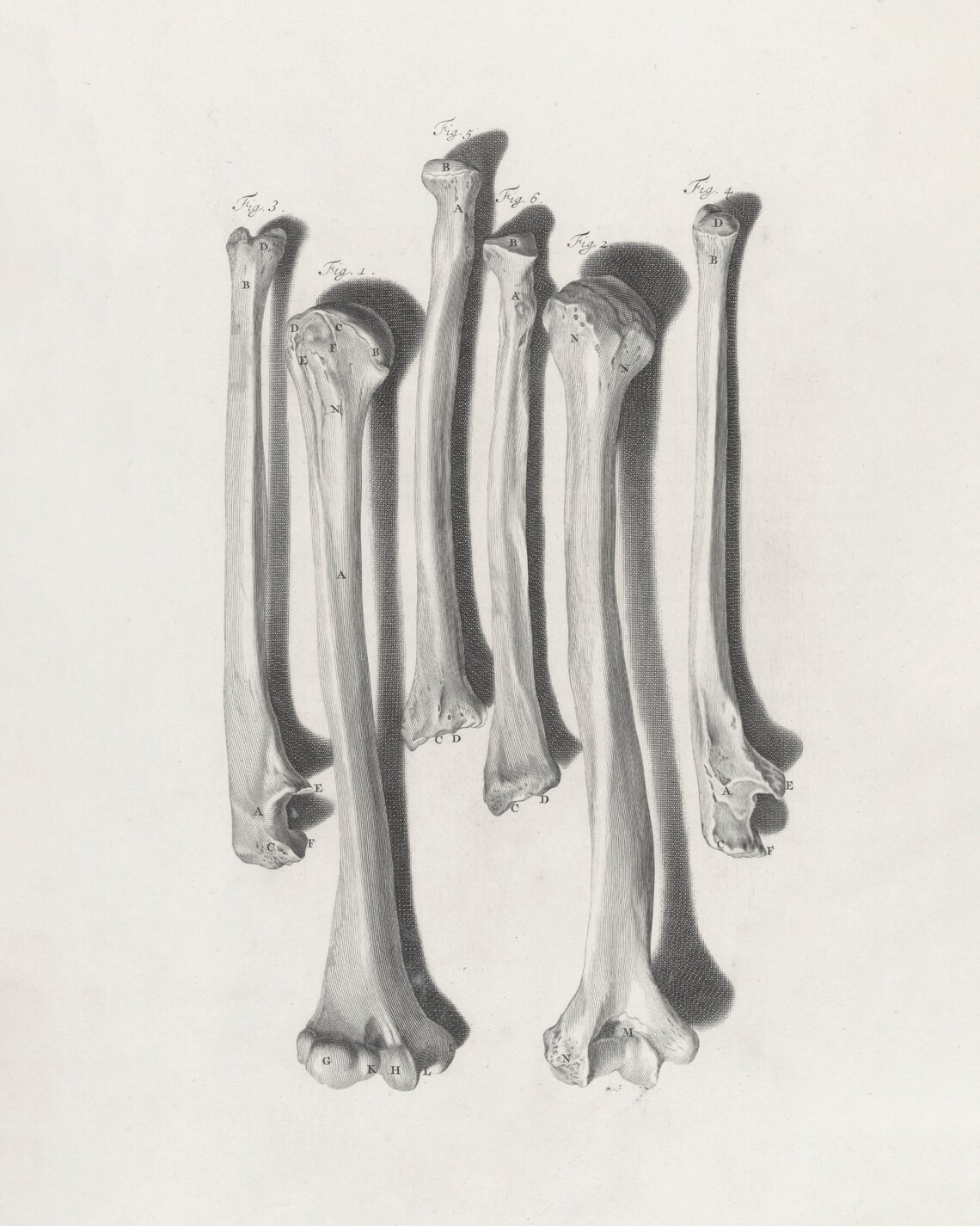 Vintage Human Bones Anatomy Engraving Skeleton Study Wall Art - Image 3