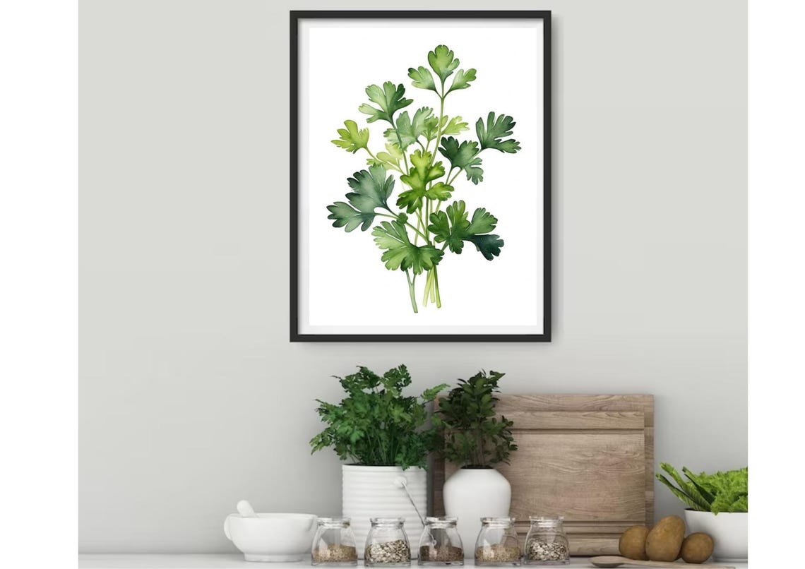 Flat Leaf Parsley Bunch Botanical Watercolor Kitchen Herb Poster - Image 4