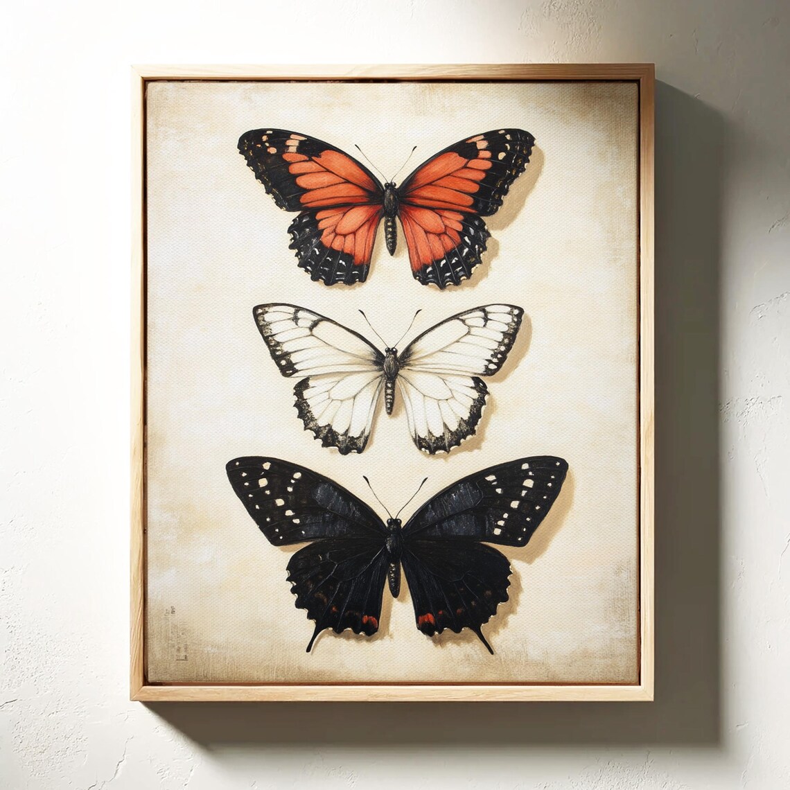 Orange White Black Butterfly Trio Vintage Entomology Study Art Poster - Image 3