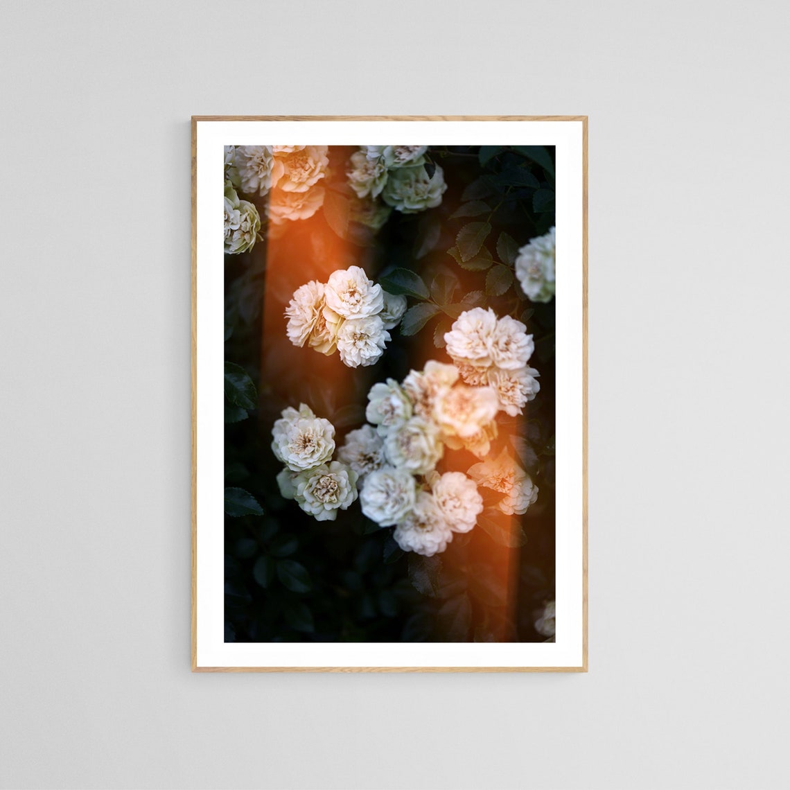 Rose Photograph, Modern Botanical Flower Art