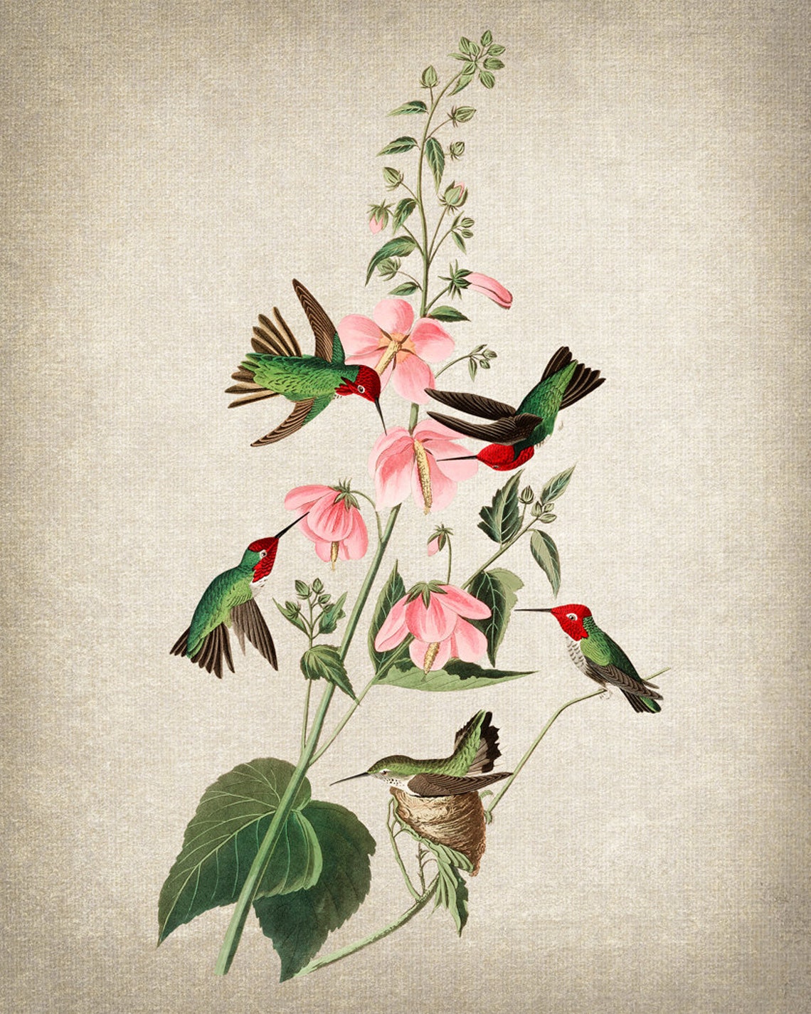 Five Hummingbirds with Pink Flowers Nesting Vintage Illustration Print - Image 2