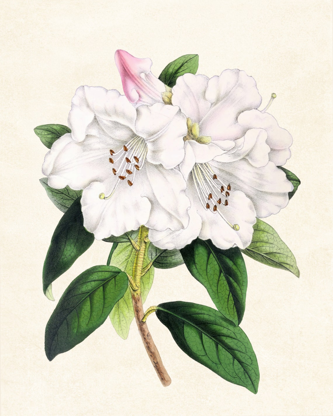 White Rhododendron Princess Alice Grand Antique Botanical Study Poster - Image 3