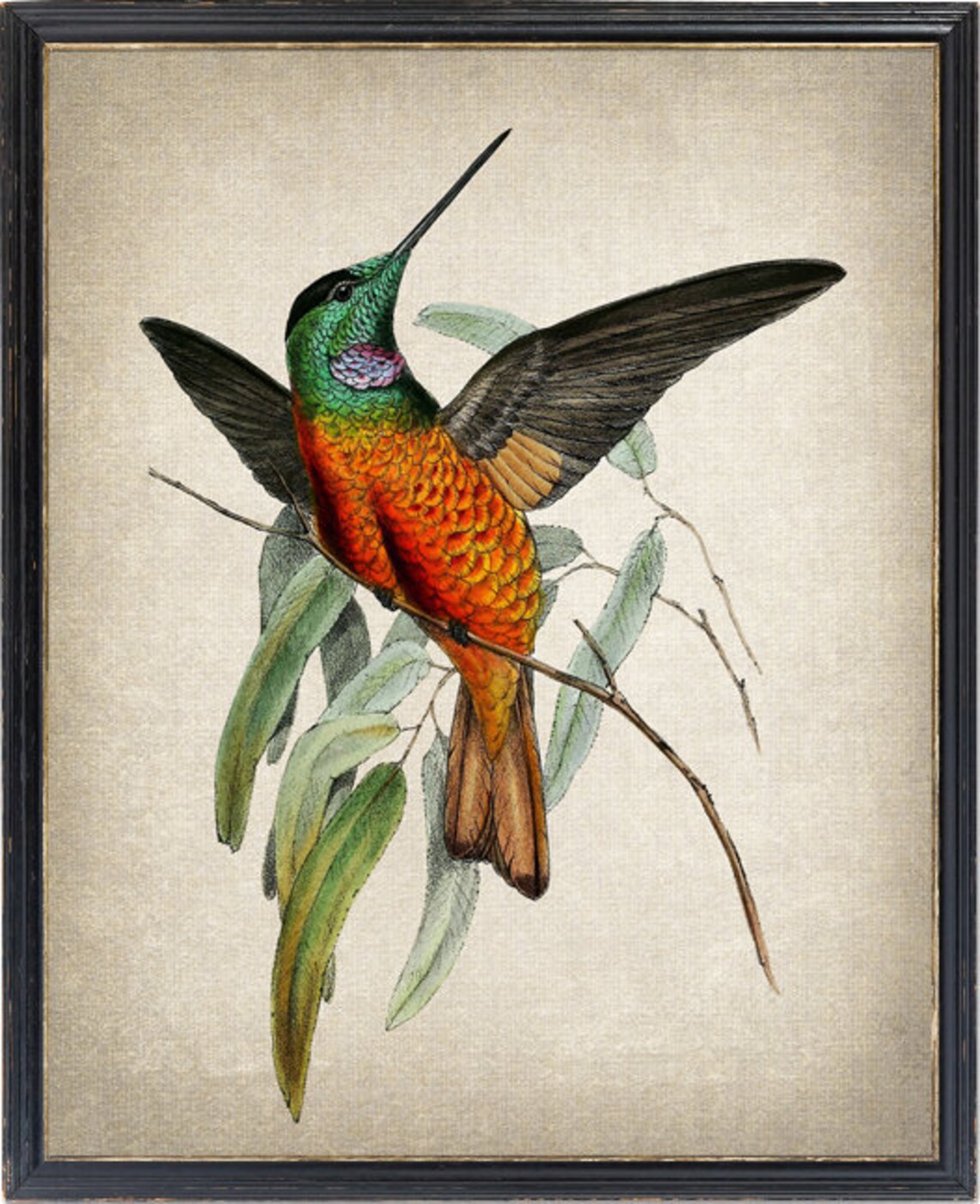 Blue-Throated Starfrontlet Vintage Illustration Art Print