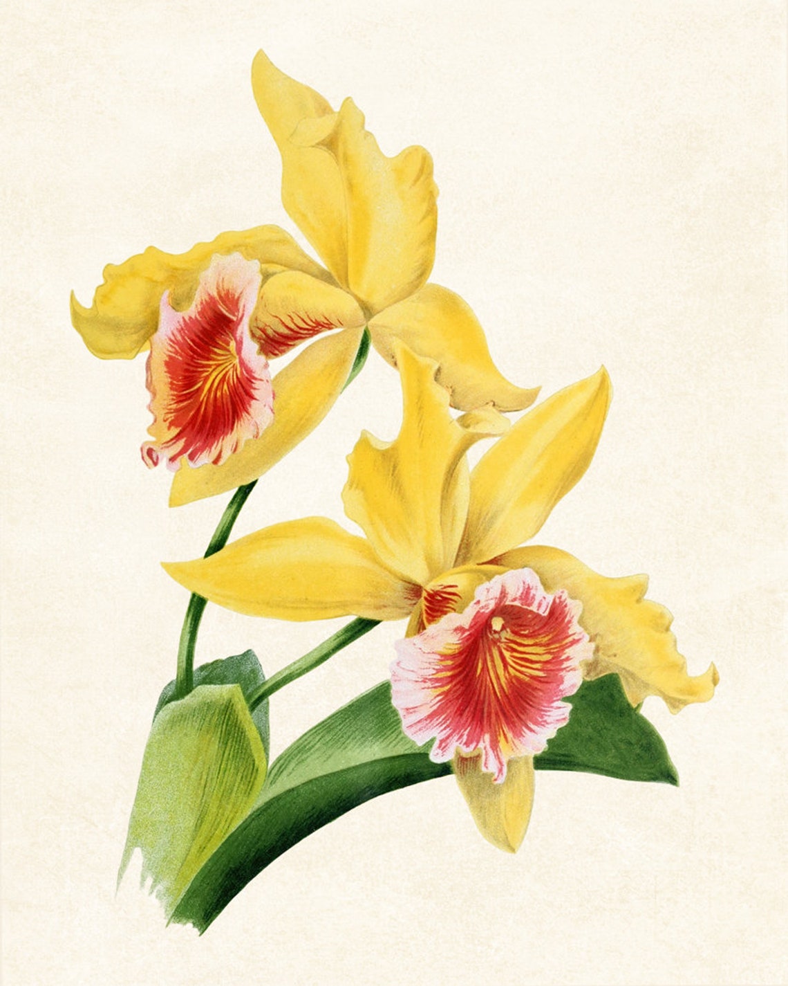Yellow Orchid Blossoms with Red Throat Vintage Botanical Poster - Image 3