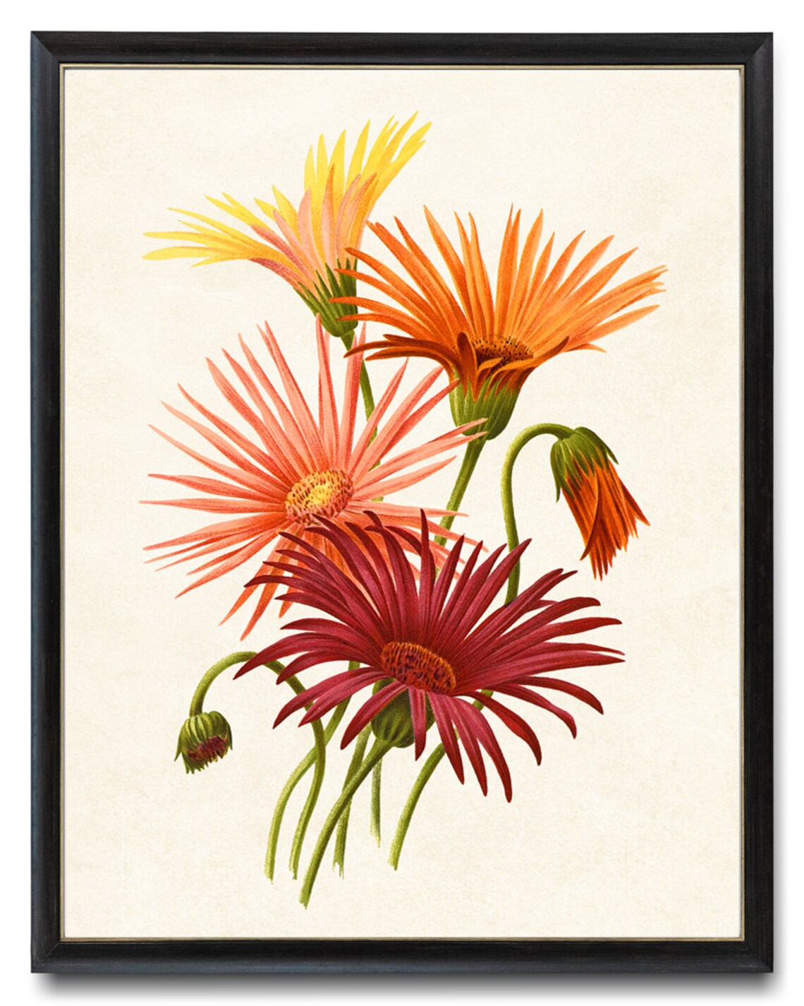 Gerbera Hybrids Vintage Botanical Print