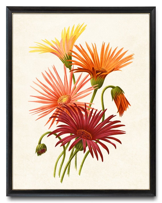 Gerbera Hybrids Vintage Botanical Print