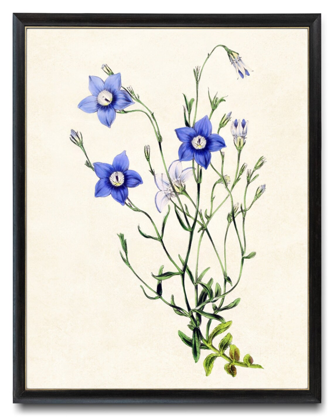 Vintage Blue Star Blossom Wildflower Botanical Illustration Poster