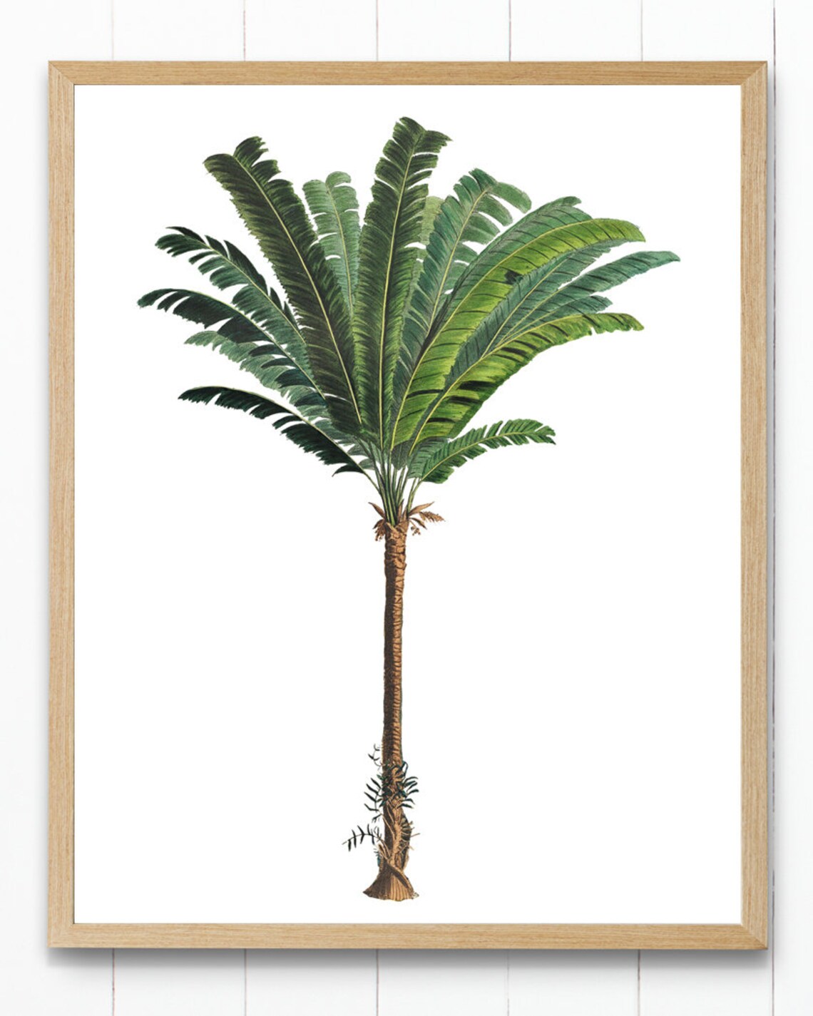 Troolie Palm Vintage Illustration, Botanical Art Print - Image 3