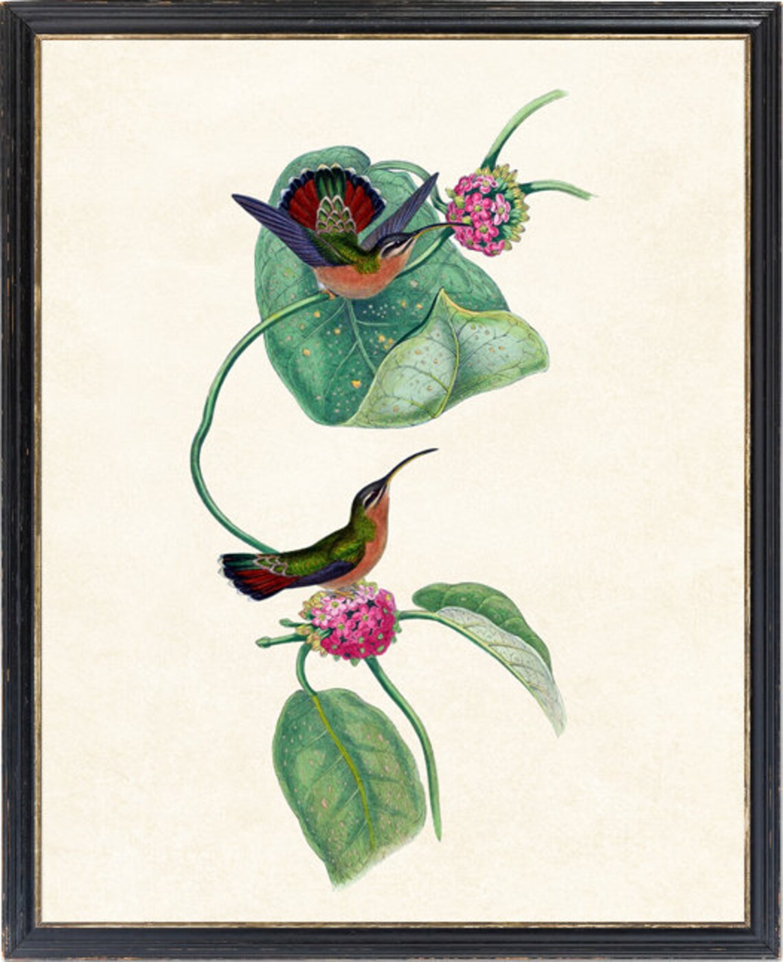 Hummingbird and Botanical Vintage Bird Art Print - Image 2