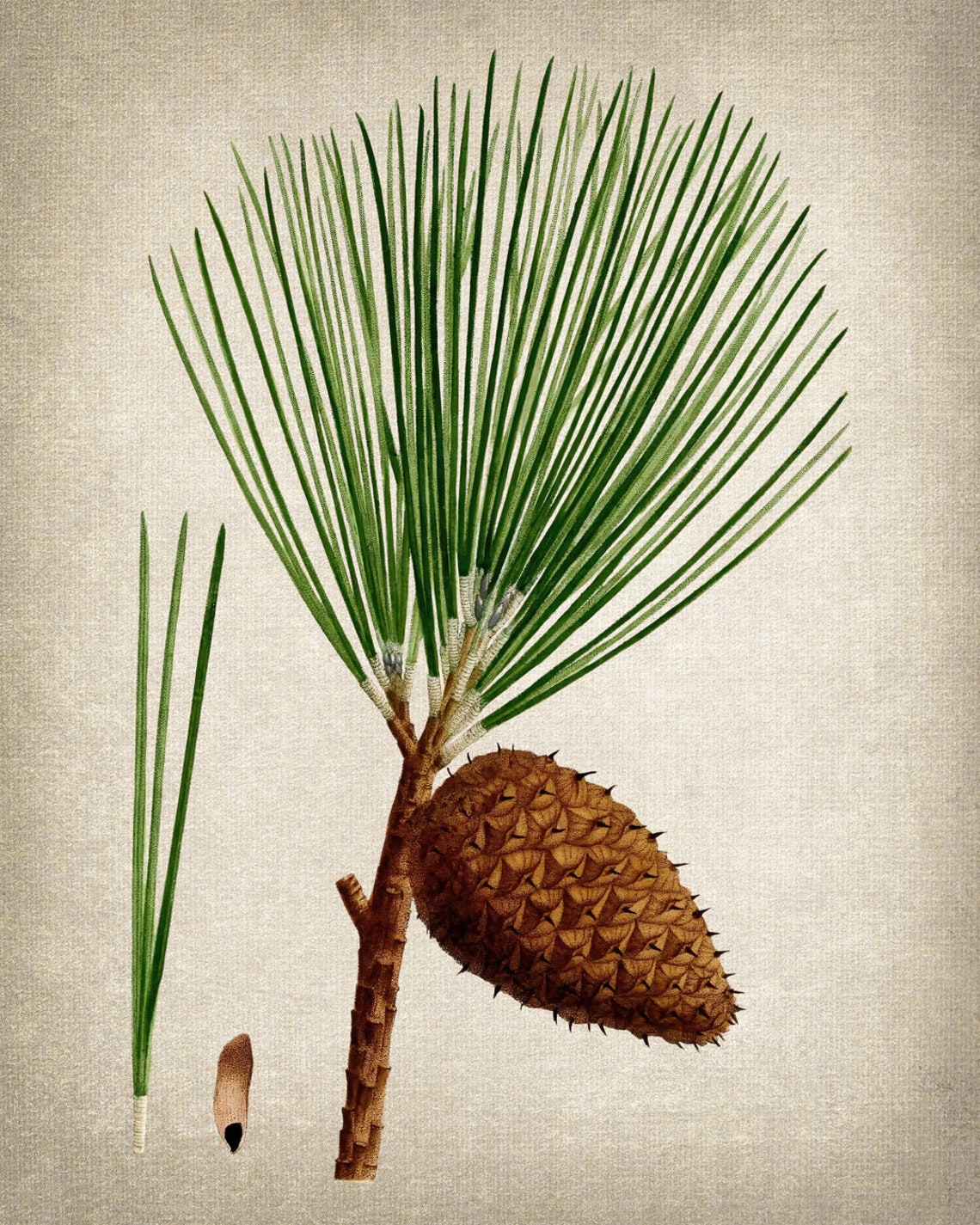 Pitch Pine Long Needles Cone Vintage Botanical Illustration Print - Image 2
